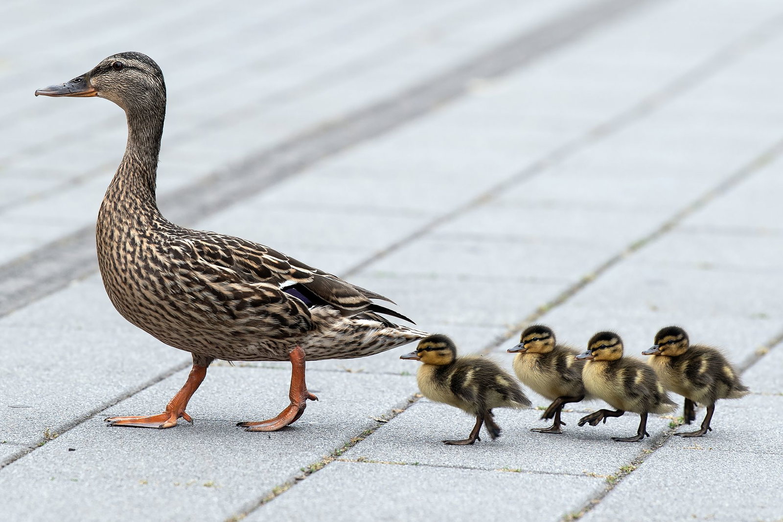 Eine Entenfamilie wie diese beschäftigte die Einsatzkräfte in Stuttgart. (Symbolbild)