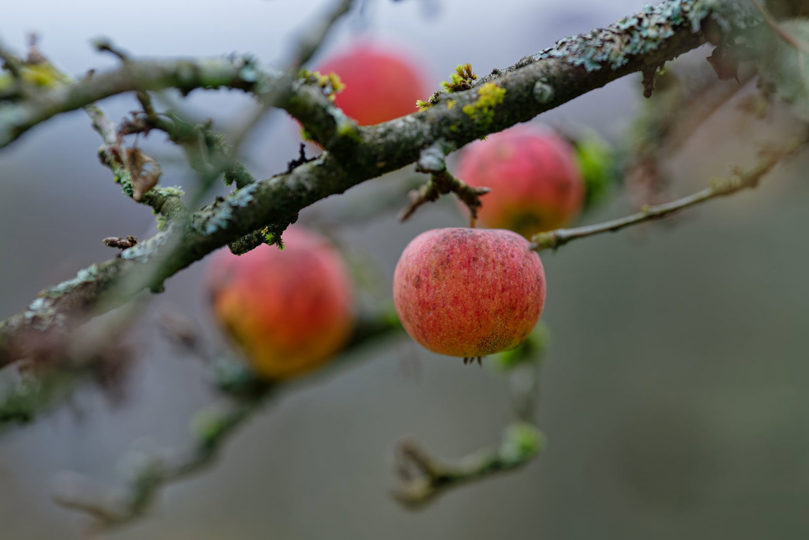 Im vergangenen Jahr hingen so viele Äpfel an Bäumen, dass diese vorzeitig geschüttelt oder die Früchte gepflückt werden mussten, damit nicht Äste brechen oder gar Bäume umstürzen. (Archivfoto) 