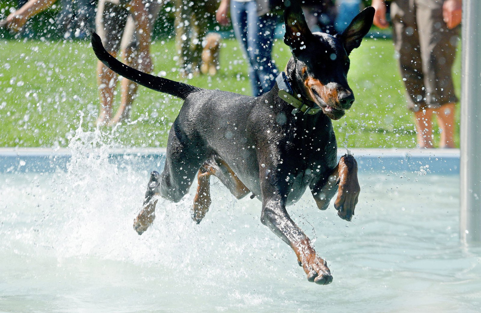 Hunde der Dobermann-Rasse können ganz schön groß werden. (Symbolbild)