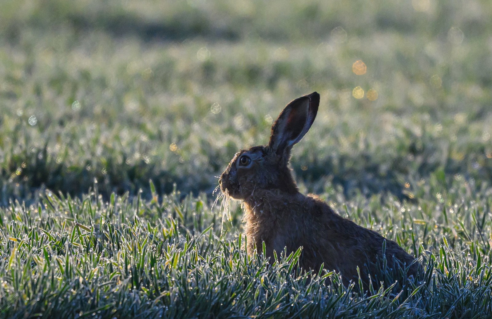 Es wird nicht mehr, aber auch nicht weniger gehoppelt in Rheinland-Pfalz. (Archivbild)
