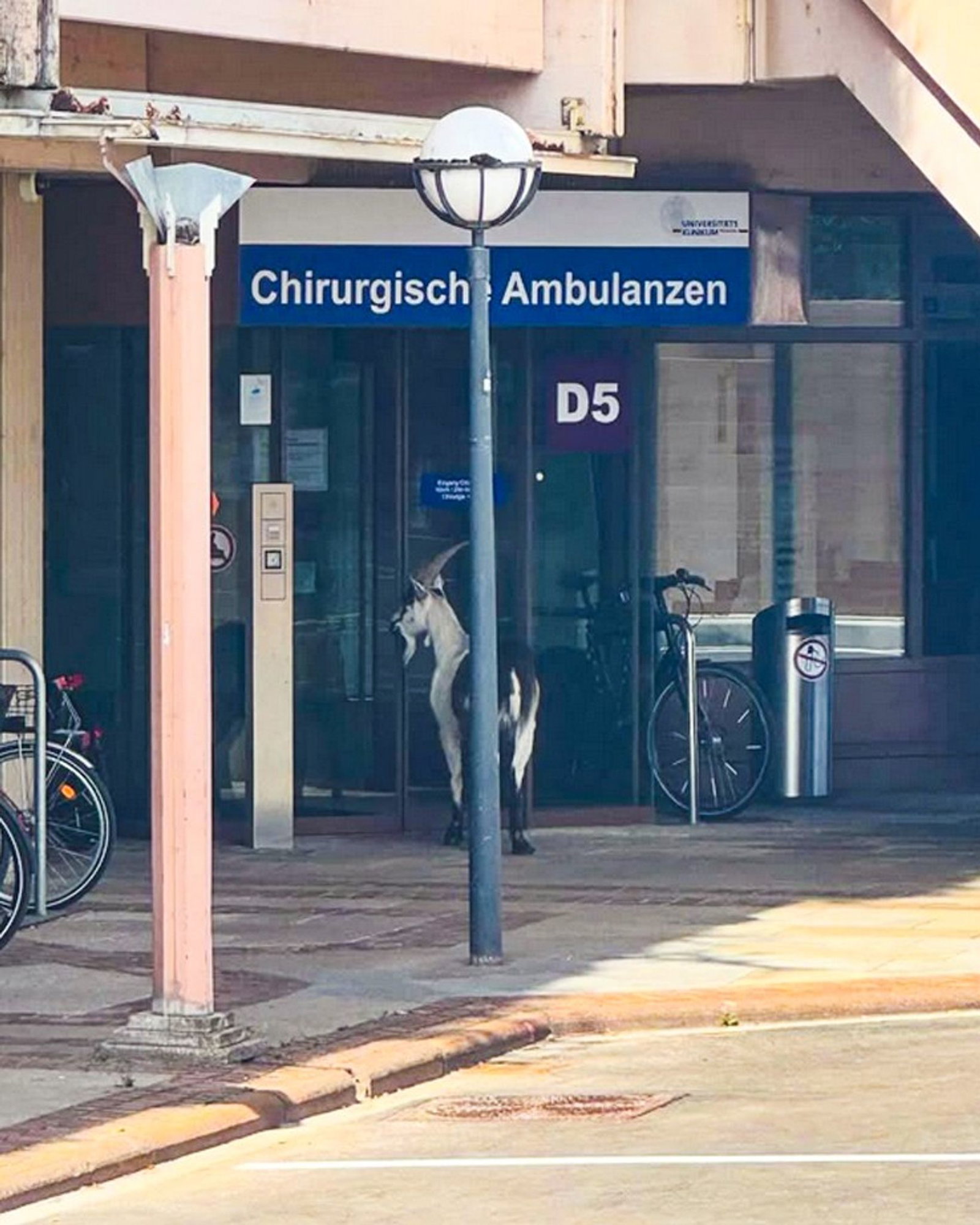 Ziegenbock vor Kliniktür - Wo bin ich denn hier gelandet? 