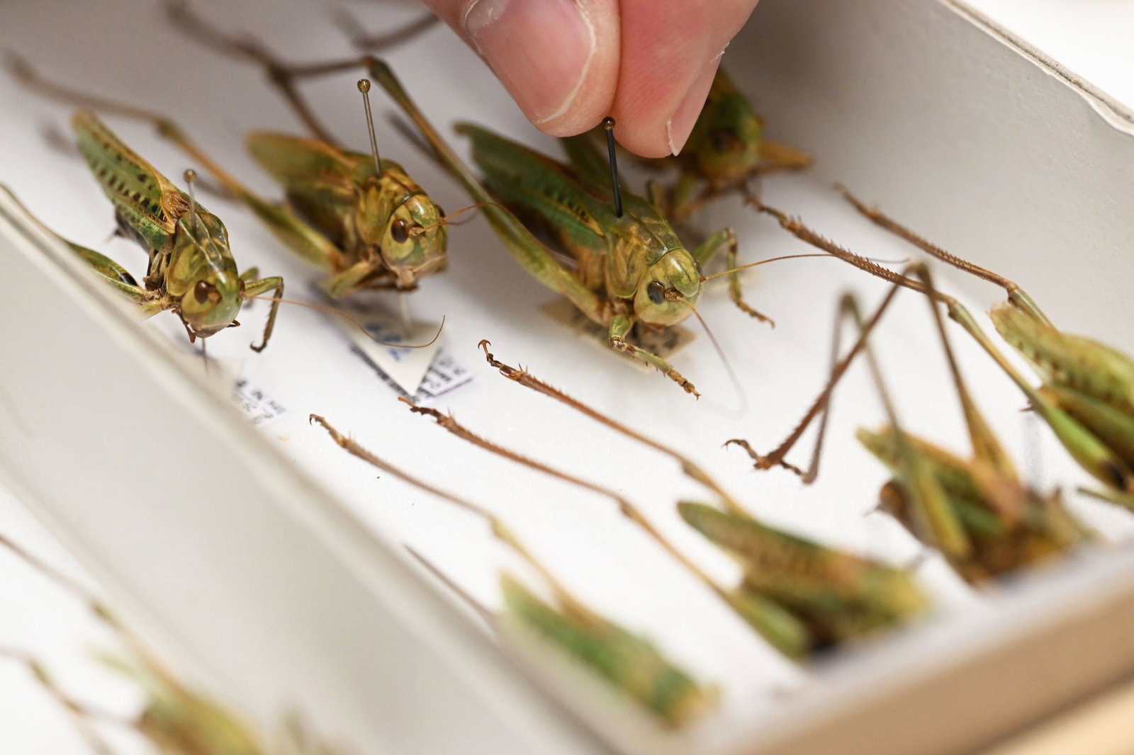 Warzenbeißer sind das Insekt des Jahres 2026.