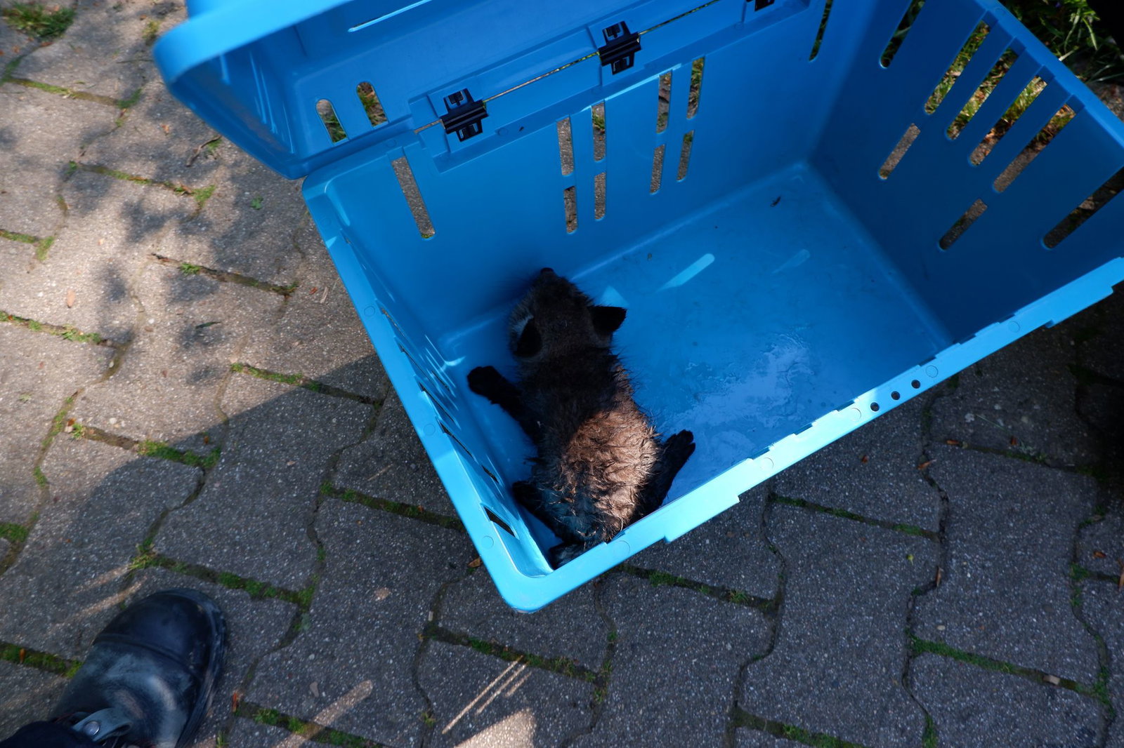 Mit viel Geduld und einem Kescher gelingt die Rettung.