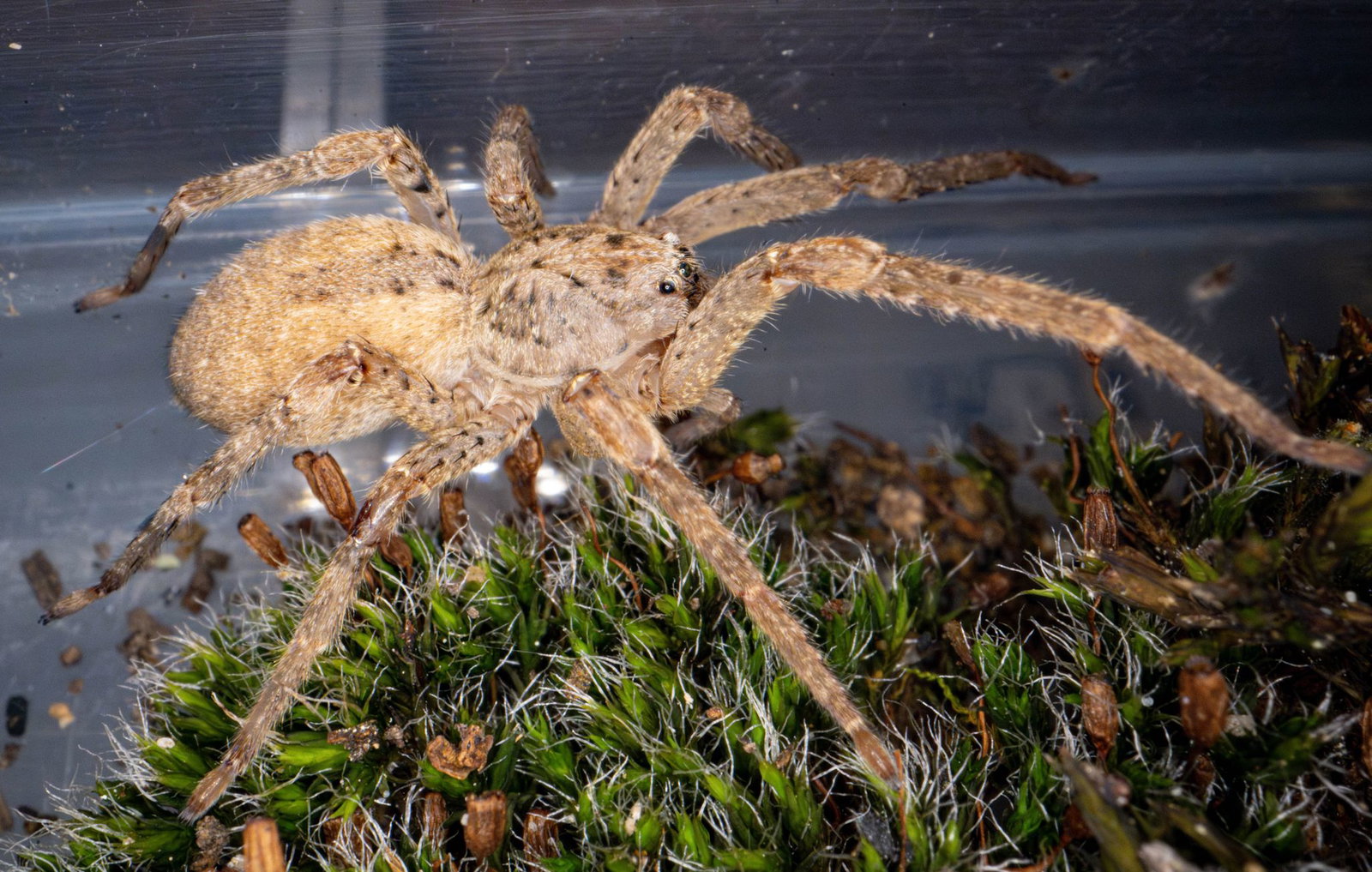 Die Beinspannweite kann laut dem Naturkundemuseum Karlsruhe bis zu fünf Zentimeter betragen. (Archivbild)