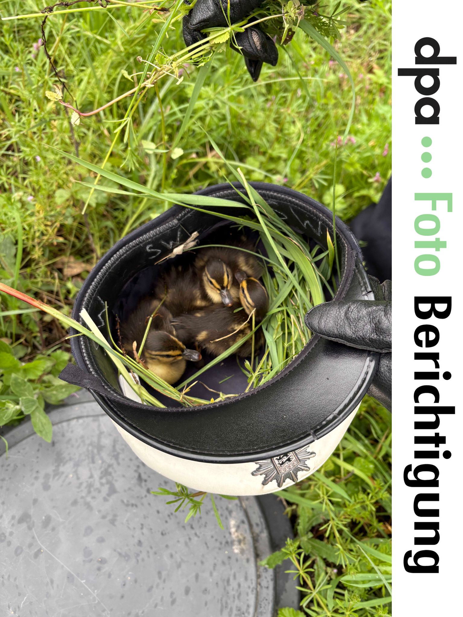 Die Entenküken wurden in einer Polizeimütze in Sicherheit gebracht. (Foto Handout)