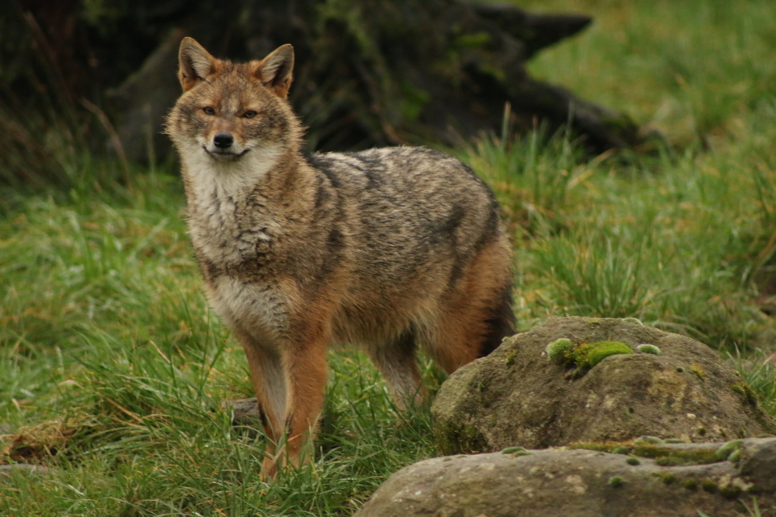 Goldschakale sind in Baden-Württemberg sehr selten und dennoch heimisch. (F. Böcker/dpa)