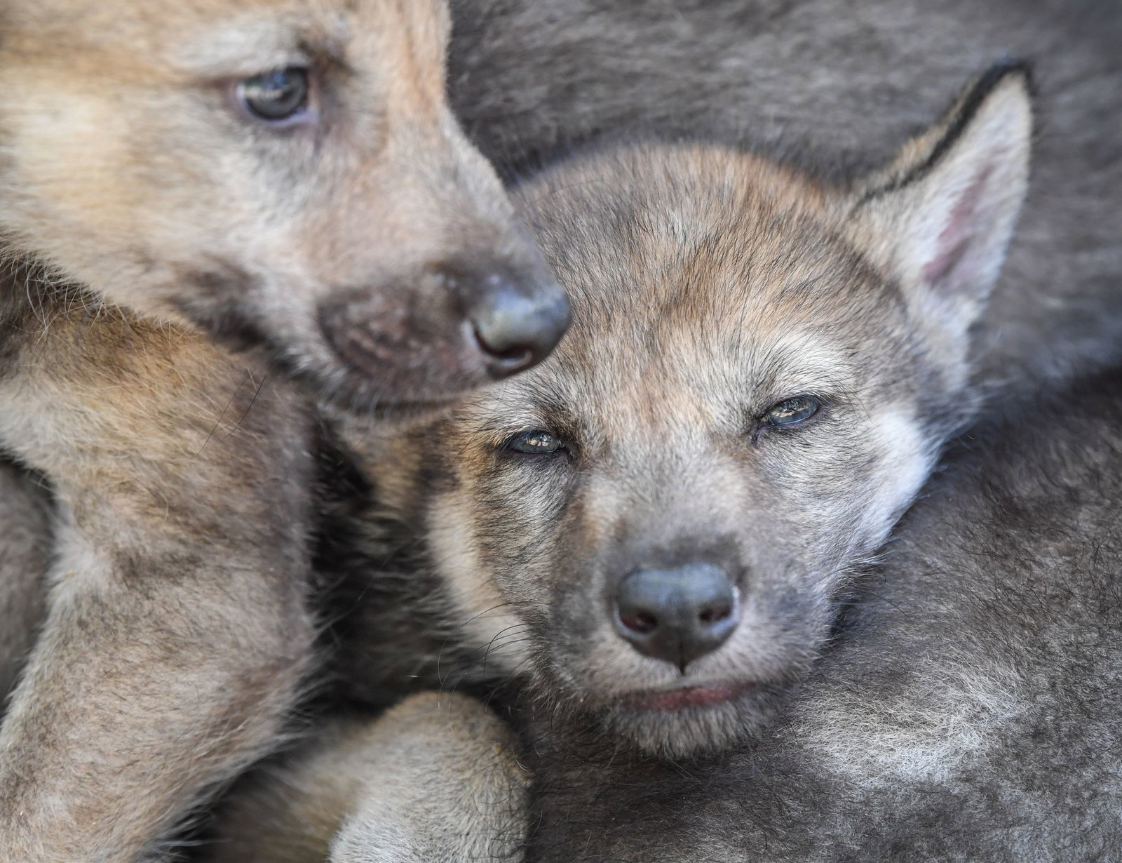 Bald könnten sich Wolfswelpen im Südwesten herumtreiben. (Archivbild)