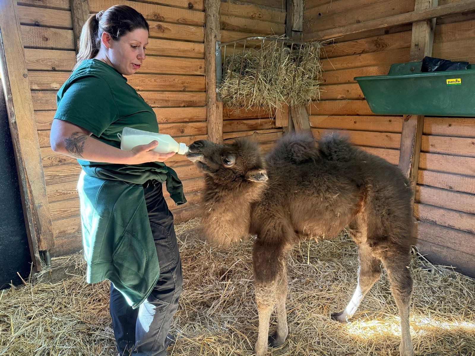Das Trampeltierjunge entwickelt sich nach Angaben des Zoos zufriedenstellend.