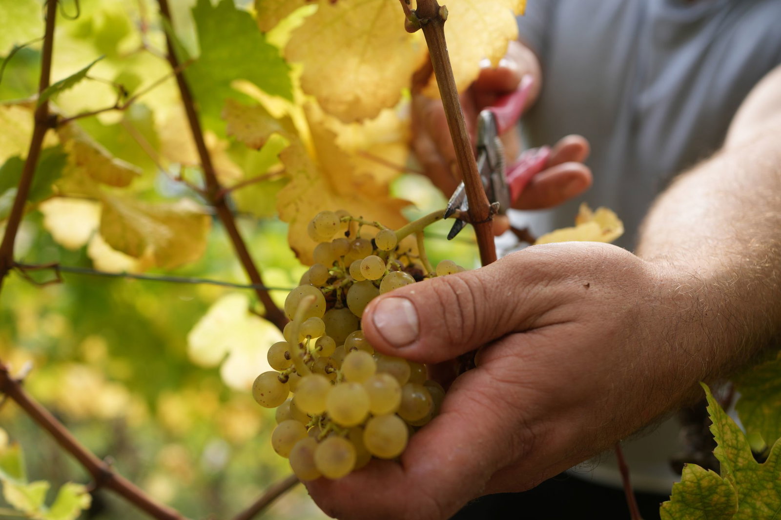 Die Weinlese in Rheinland-Pfalz fiel schlechter aus als in den Vorjahren. (Archivbild)