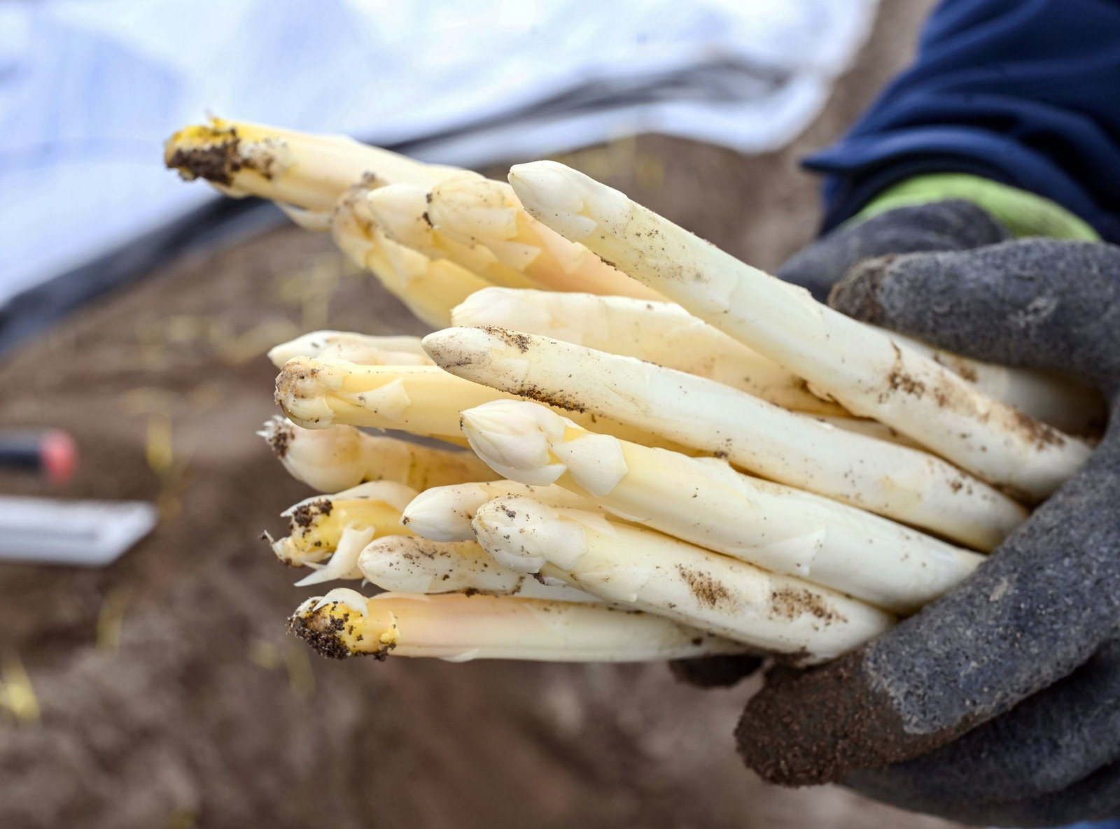 Das kalte Wetter sorgt dafür, dass die Spargelsaison nur schleppend anläuft. (Archivbild)