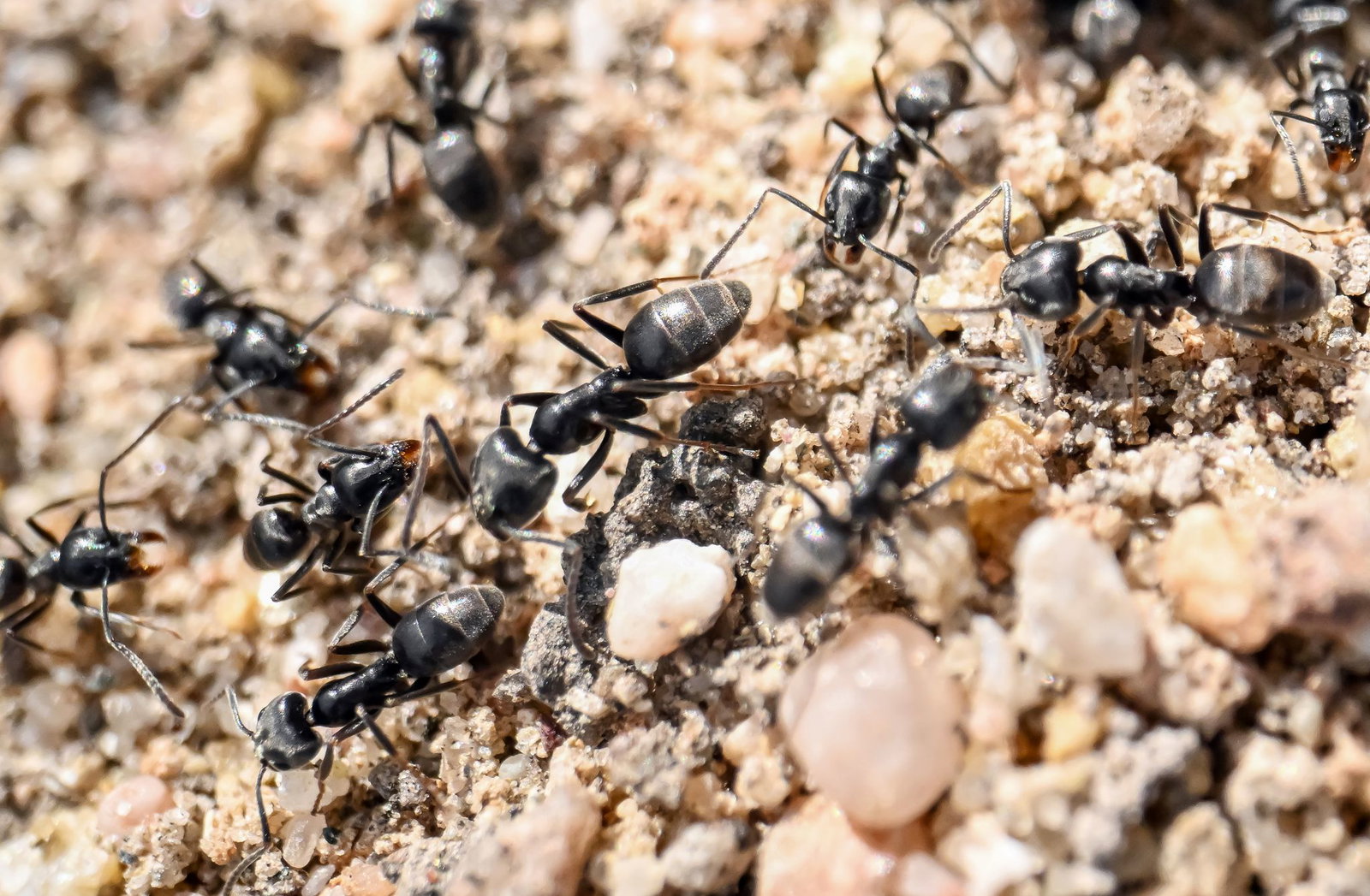 Die Große Drüsenameise ist im Saarland bisher nur in Saarlouis nachgewiesen worden (Symbolbild)
