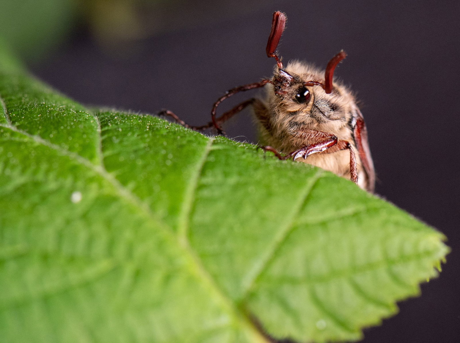 Die Massenflüge finden in der Regel alle vier Jahre statt. (Archivbild)