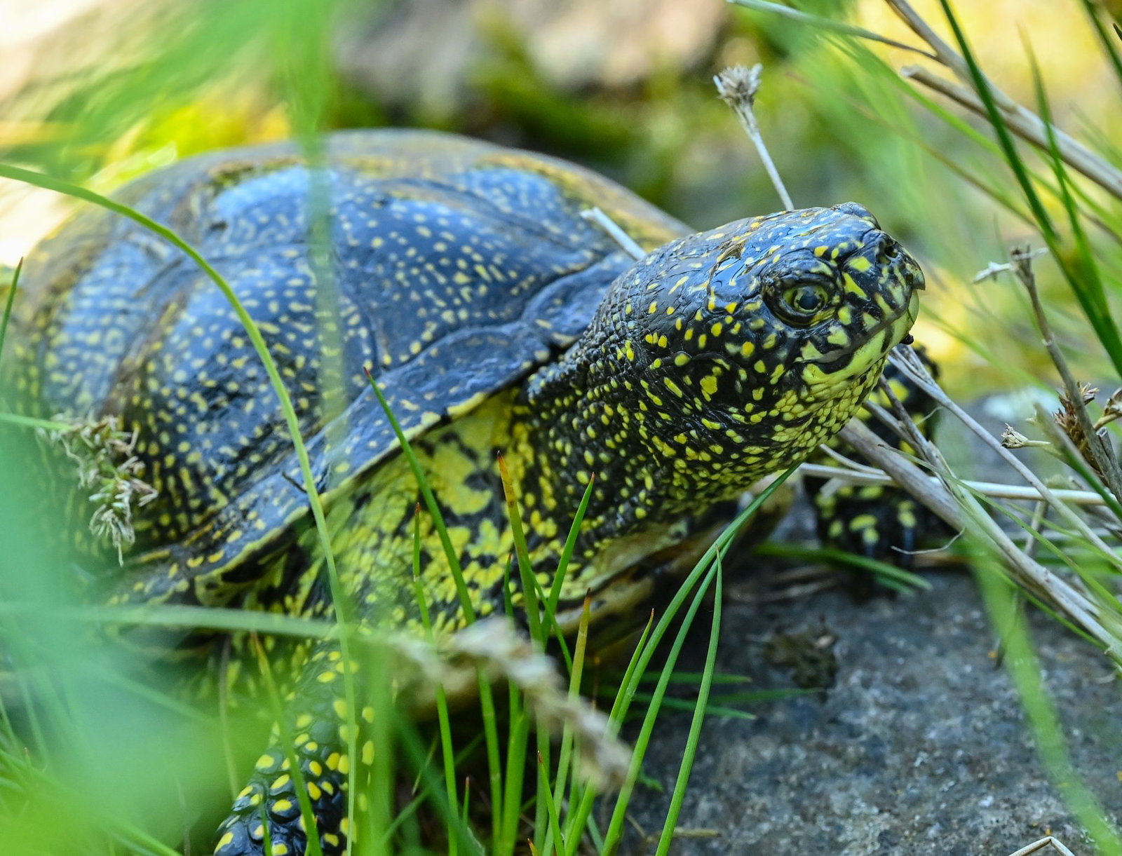 Schildkröten bieten wegen ihres geringen Gewichts wenig Nährwert. (Symbolbild)