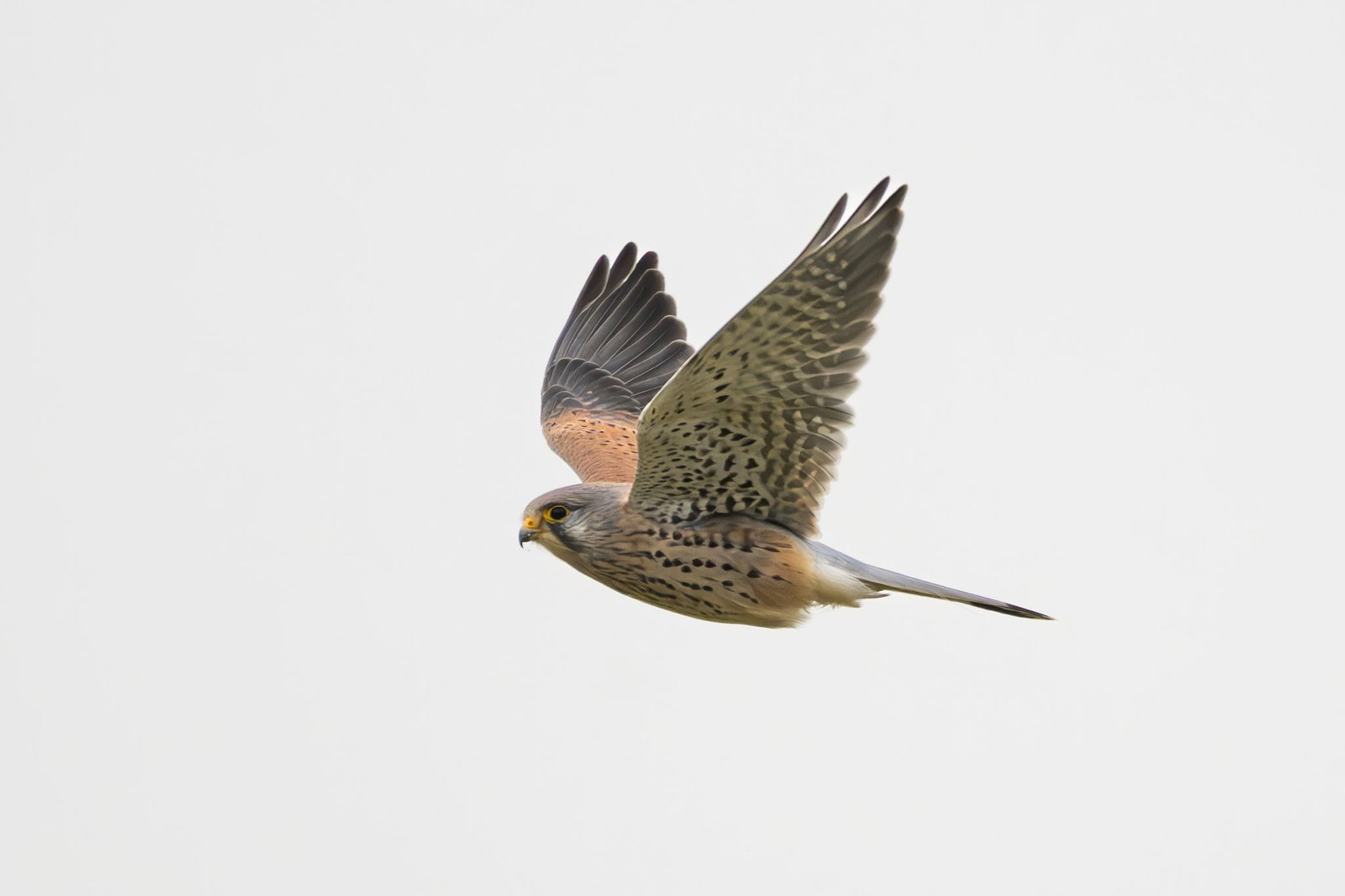 Ein Falke ist auf der B312 durch das Fahrerfenster eines Transporters geflogen und gestorben. (Symbolbild)
