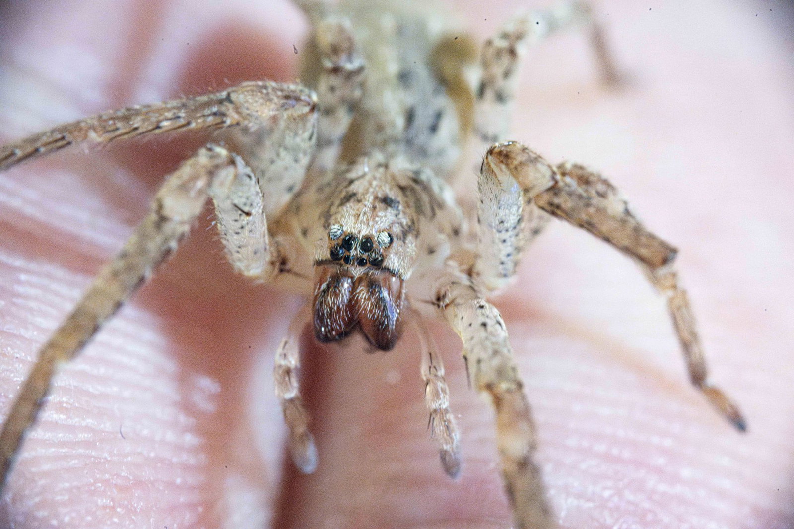 Ein Biss einer Nosferatu-Spinne kann unter die Haut gehen. (Archivbild)