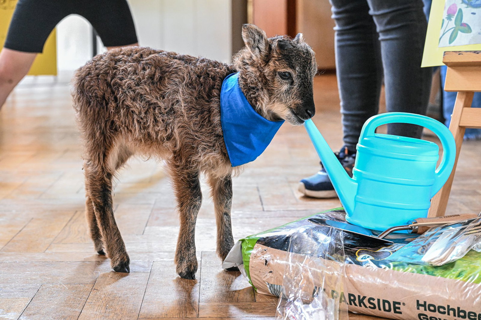Flaschenlamm Henry knabbert alles an.