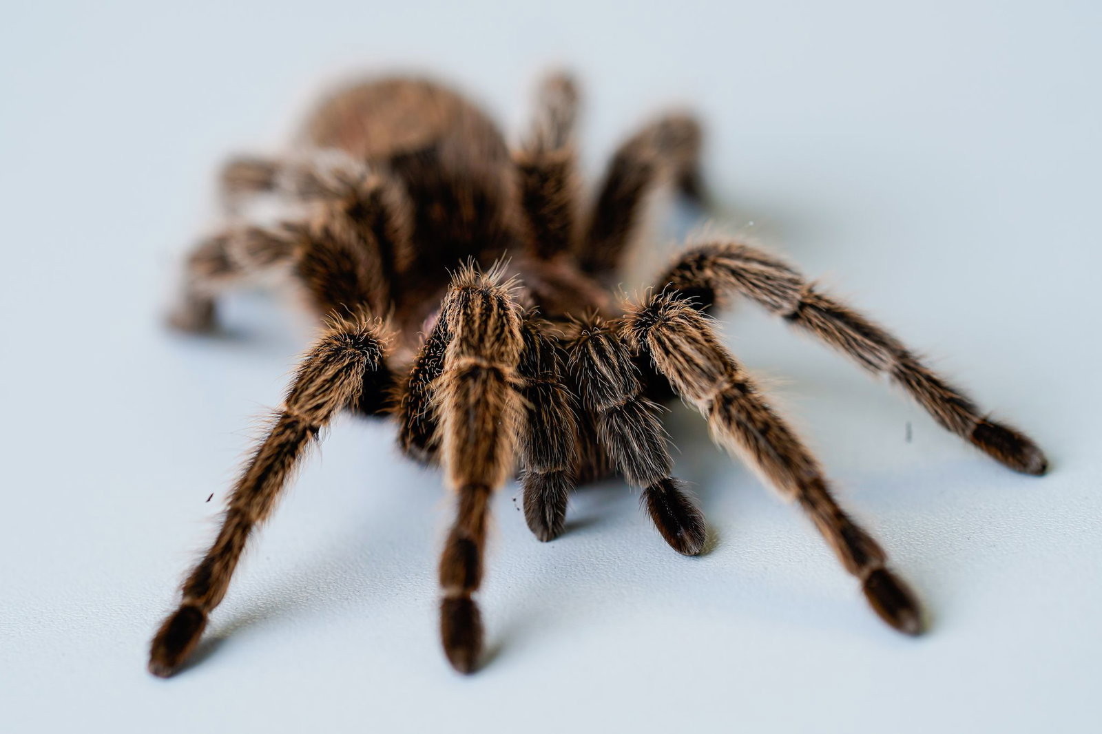 Die Bundespolizei hat die Besitzerin der Spinnen gefunden. (Symbolbild)