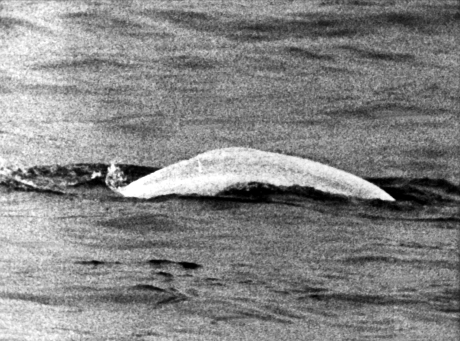 Weißer Wal im trüben Rhein: Fast einen Monat lang war Moby Dick 1966 zwischen Duisburg und Rheinland-Pfalz unterwegs.