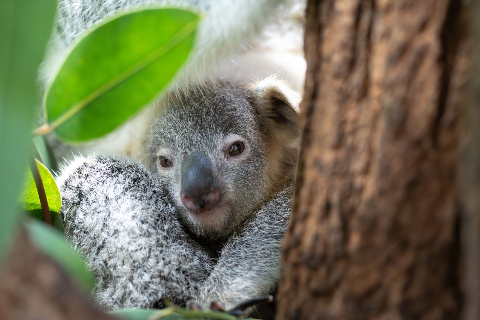Der junge Koala Jingeri wurde nicht mal ein Jahr alt. (Handoutfoto)