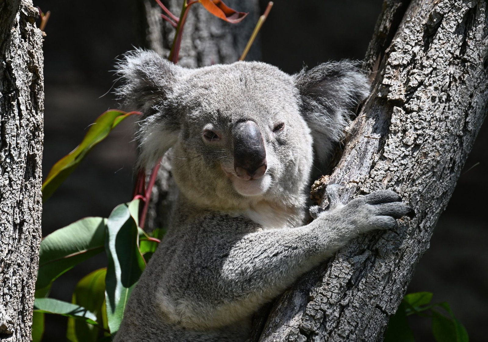 Drei Koalas leben jetzt noch im Stuttgarter Zoo.