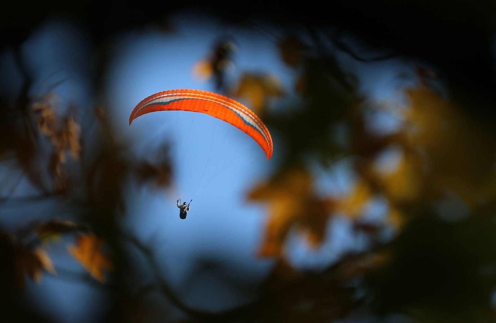 Der Gleitschirmflieger blieb in einem Baum hängen. (Symbolbild) 