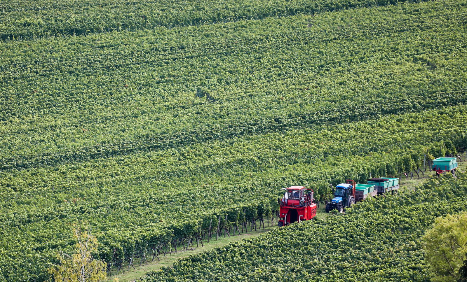 Viele Winzer arbeiten viel - Weinberg am Kappelberg in Württemberg. (Symbolbild)