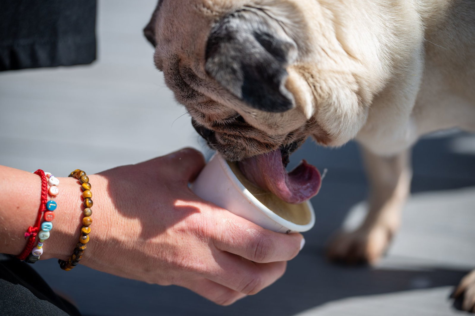 In der Zeit, in der ein Hund sein Eis schleckt, kann der Hundebesitzer selbst in Ruhe genießen. 