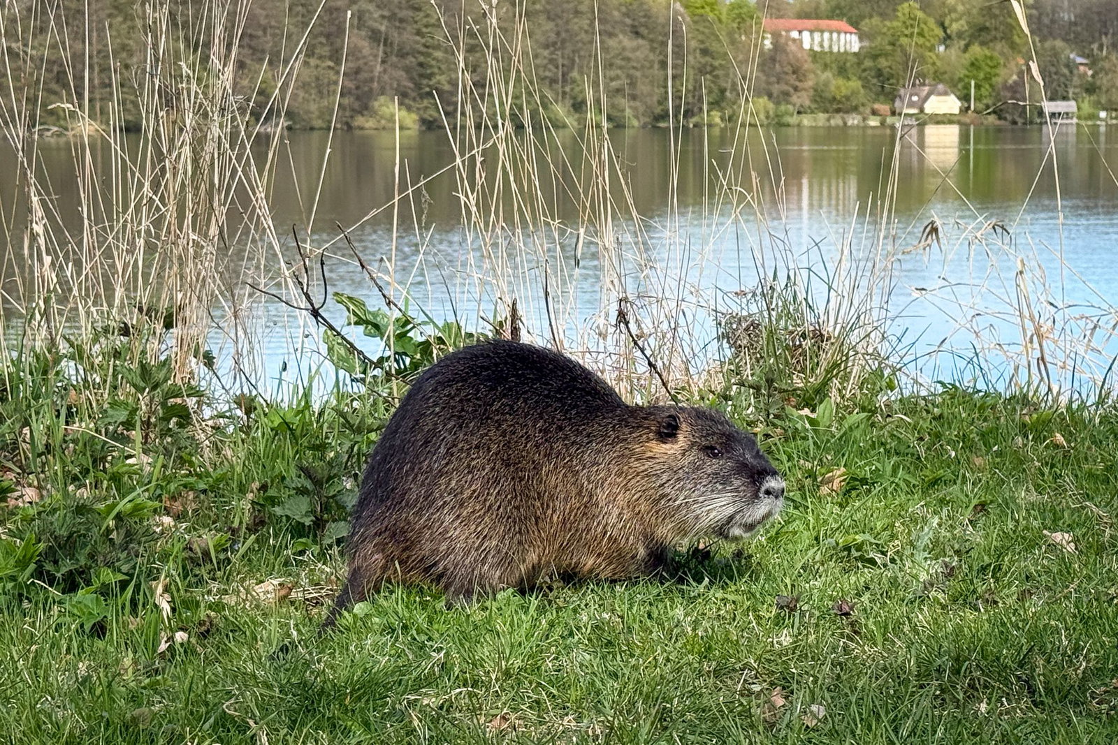 Nutrias, auch Biberratten oder Sumpfbiber genannt, stammen aus Südamerika und wurden einst zur Pelzgewinnung nach Europa gebracht. (Symbolbild)