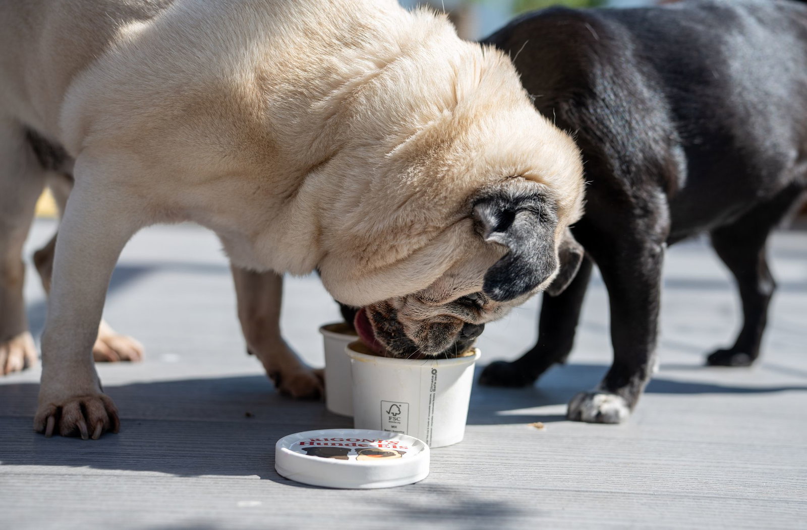 Das Eis wird ohne Zucker und ohne Laktose hergestellt.