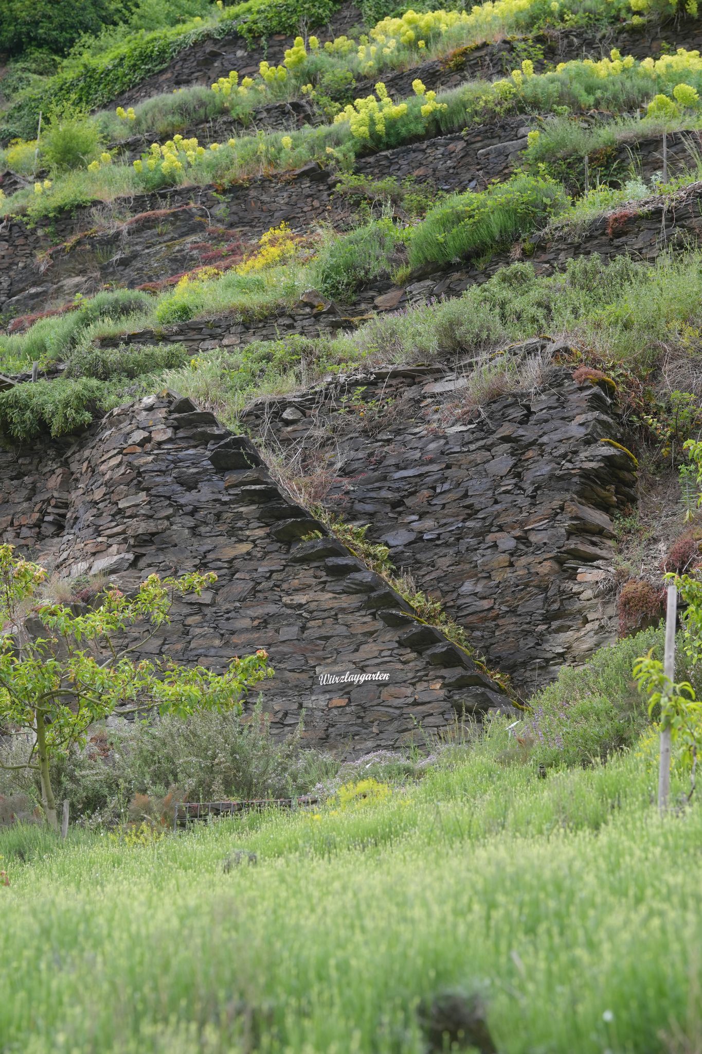 Hier wachsen keine Trauben mehr: In der Lage «Lehmener Würzlay» an der Mosel liegen Weinberge brach.