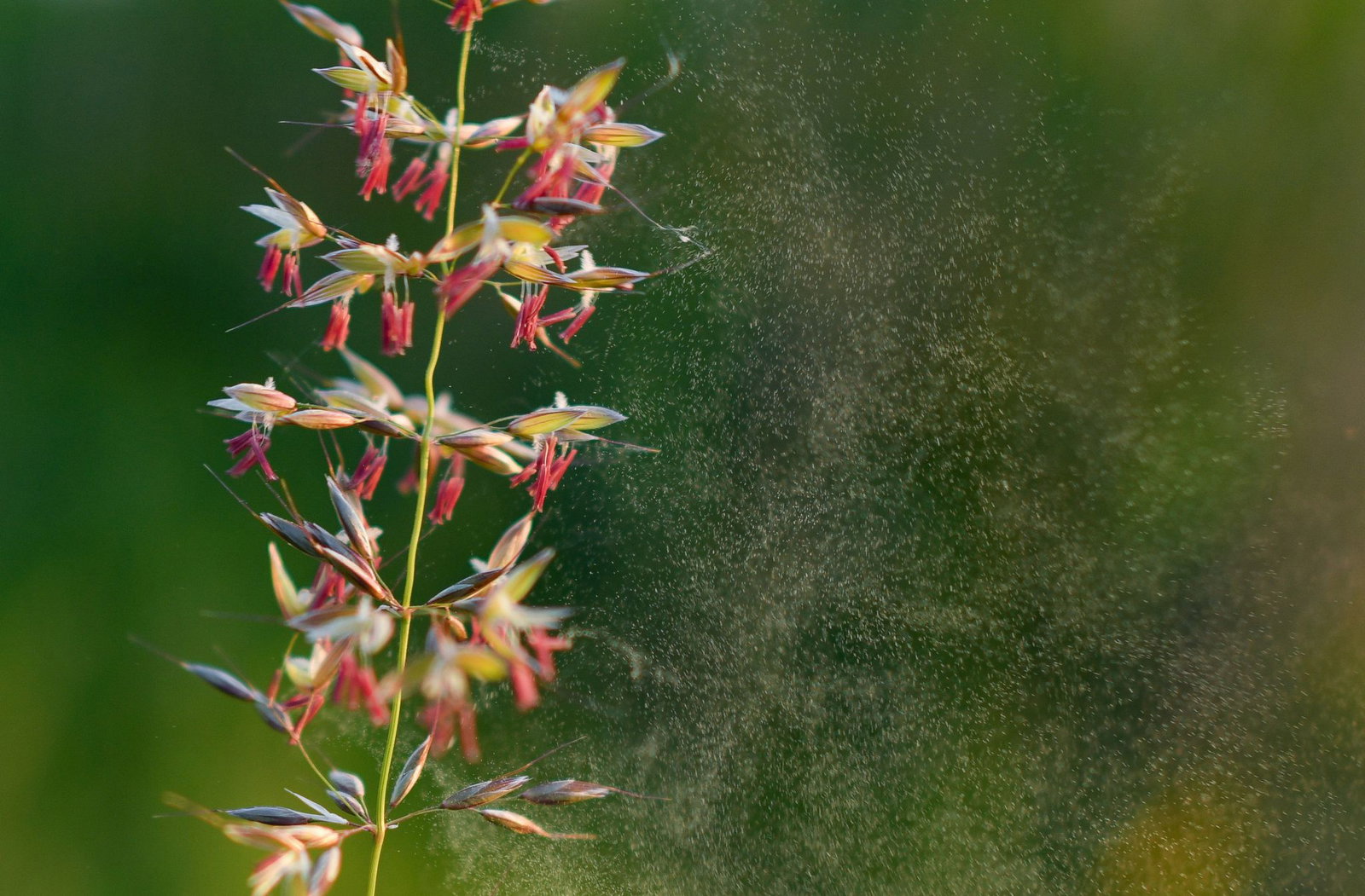 Allergiker sollten in den nächsten Tagen aufpassen. (Symbolfoto)