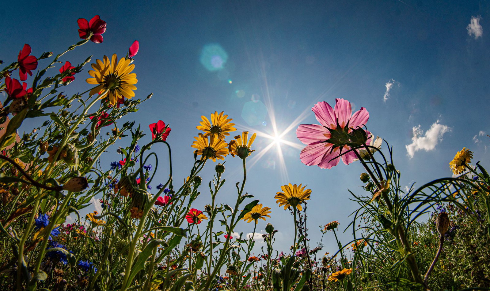 Die Temperaturen klettern am Wochenende auf bis zu 34 Grad. (Archivbild) 