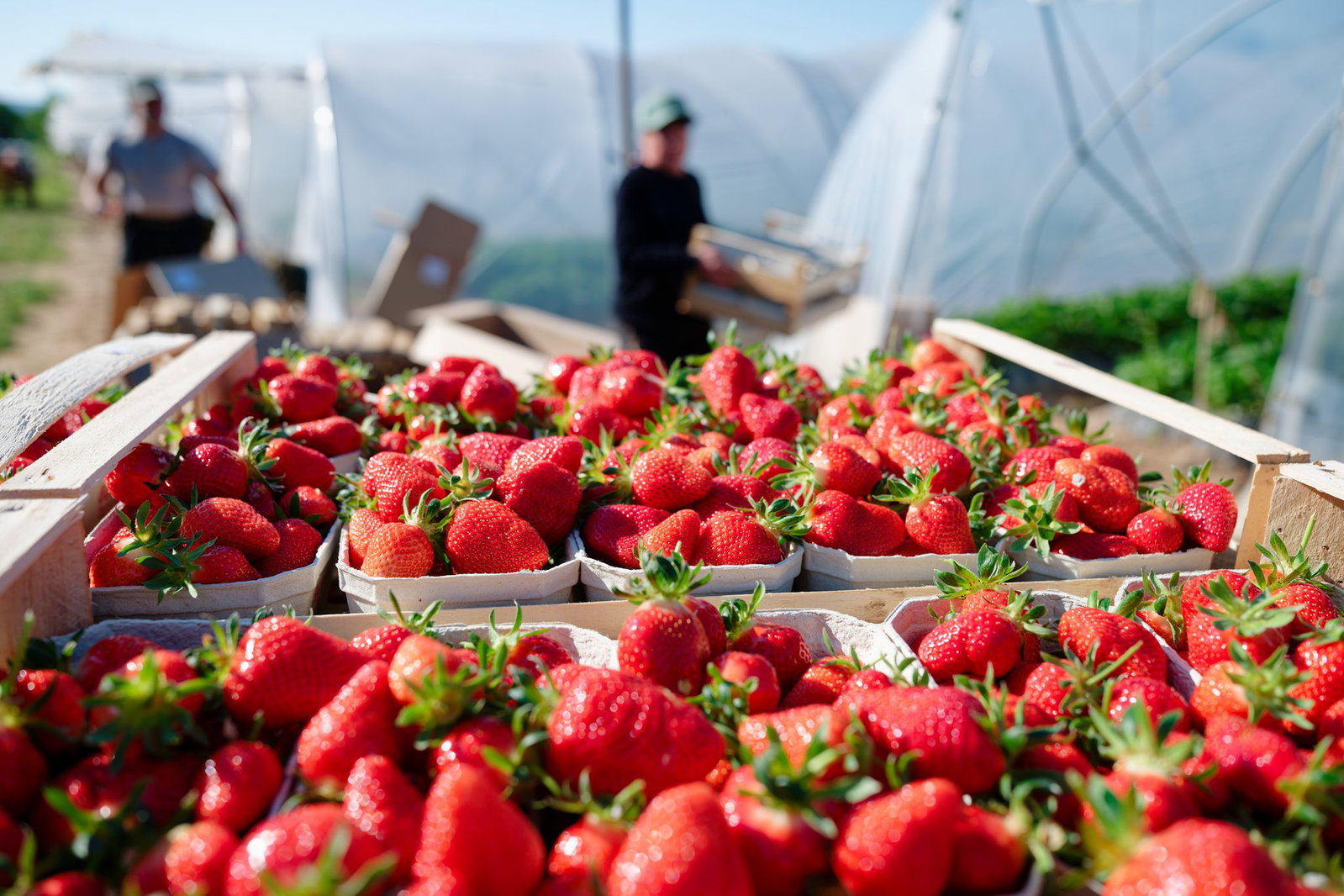 Verbraucher können aktuell besonders günstig Erdbeeren kaufen. (Archivbild)