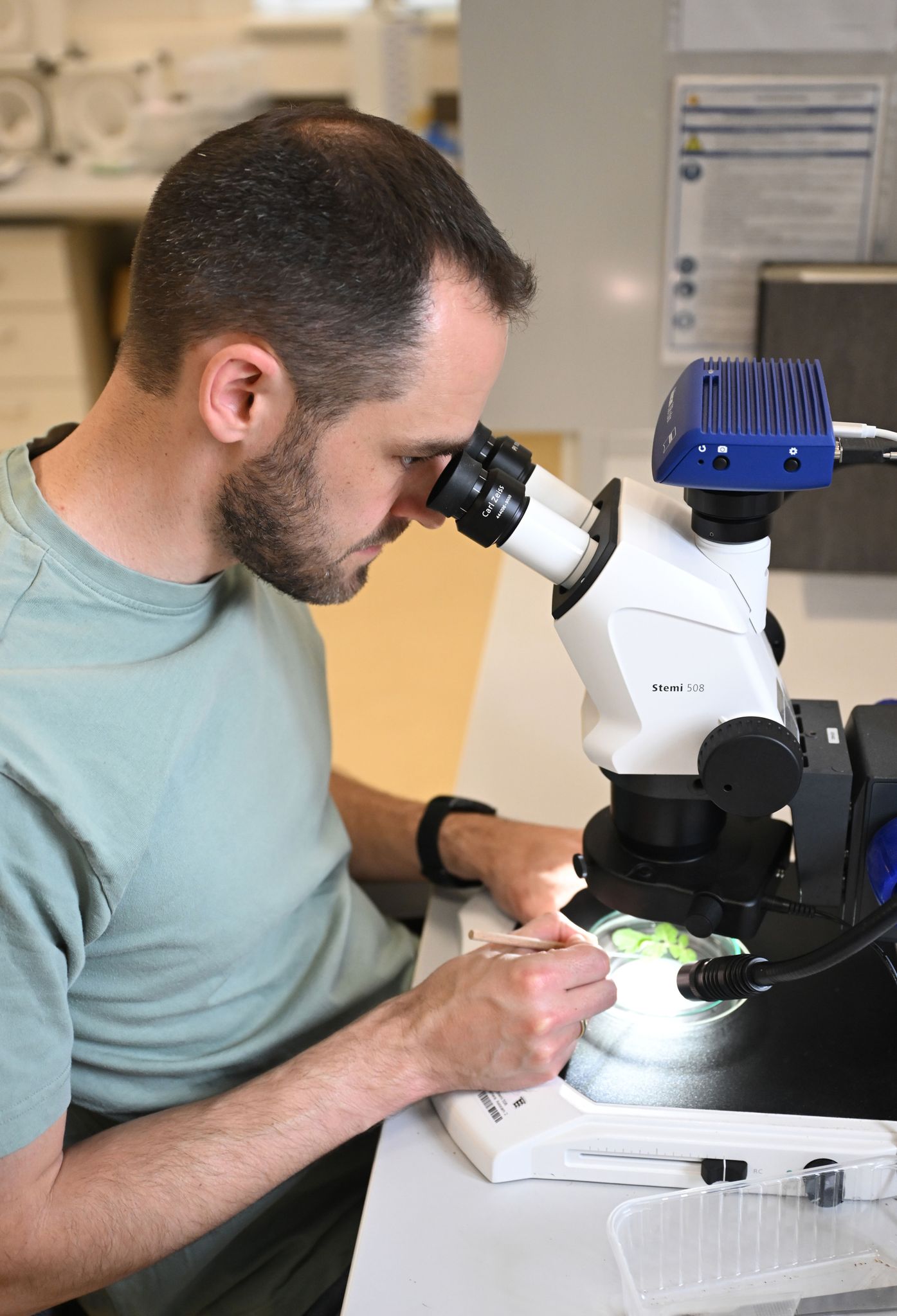 Agrarbiologe Lukas Bächlin überprüft ein Blatt auf Milbenbefall.