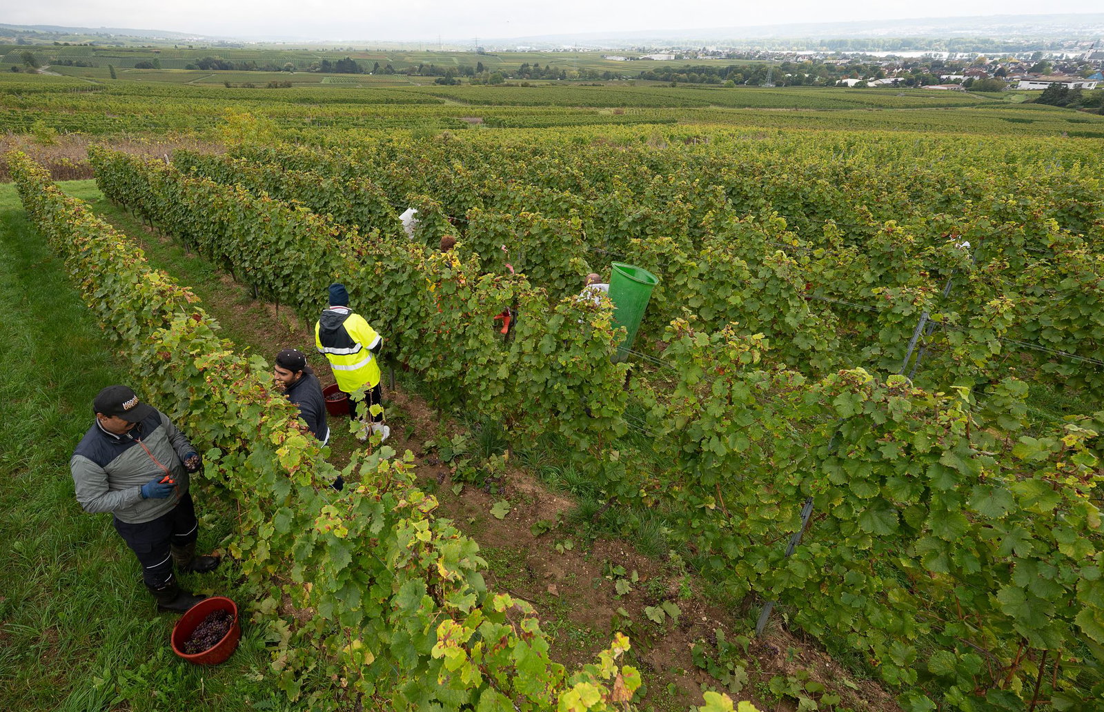 Flachlagen im Weinbau sind leichter zu bewirtschaften als Steillagen - aber auch hier gibt es viel Handarbeit.