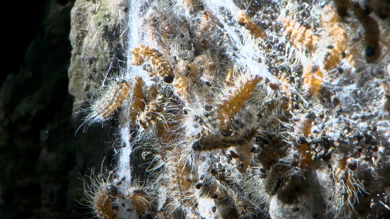 Die feinen Haare des Prozessionsspinners enthalten ein Nesselgift, das Beschwerden auslösen kann - hier ein Nest an einem Baum am Waidsee. 