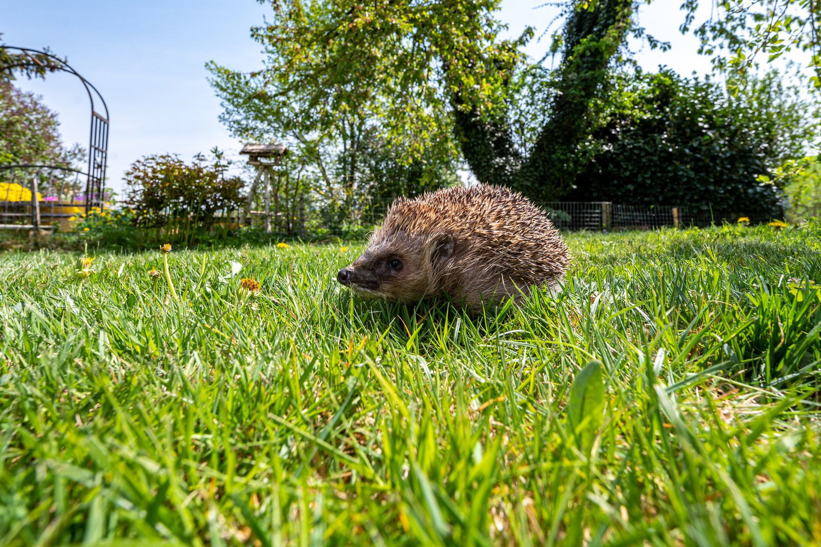 Mähroboter ade - zumindest nachts zum Schutz der Igel. (Symbolbild)