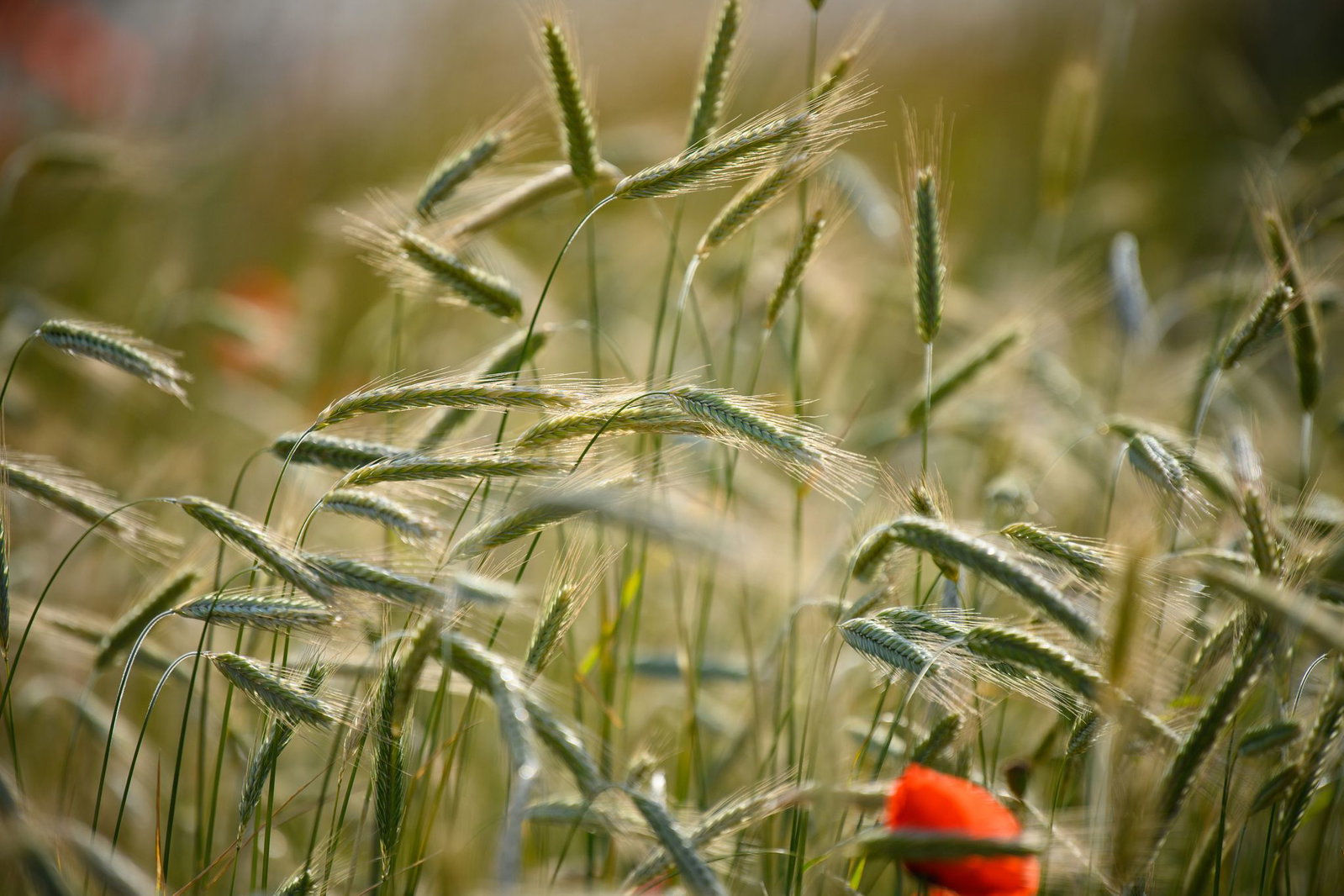 Im Sommer plagen Roggenpollen Allergiker. (Symbolfoto)