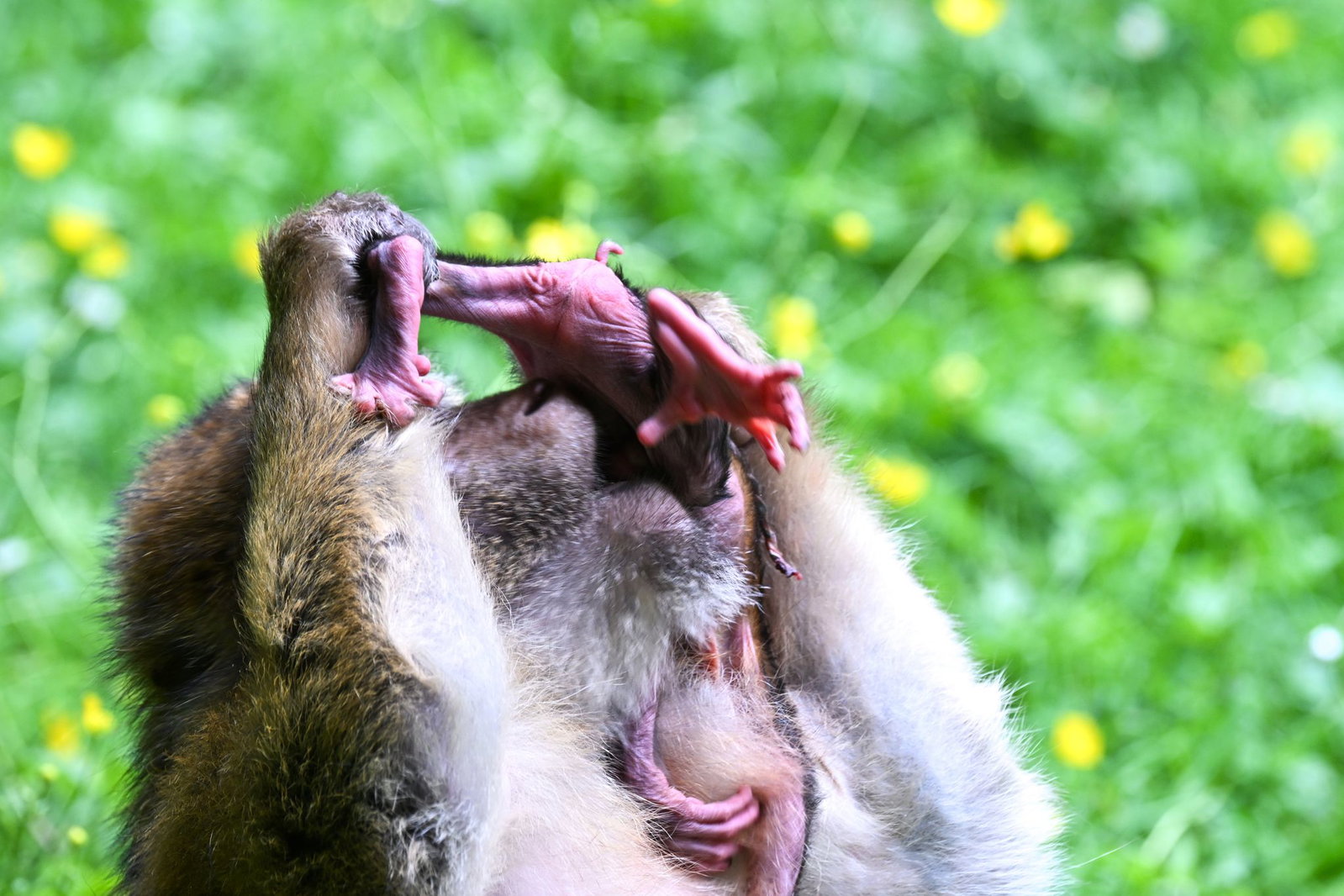Berberaffen stehen auf der Roten Liste gefährdeter Tierarten.