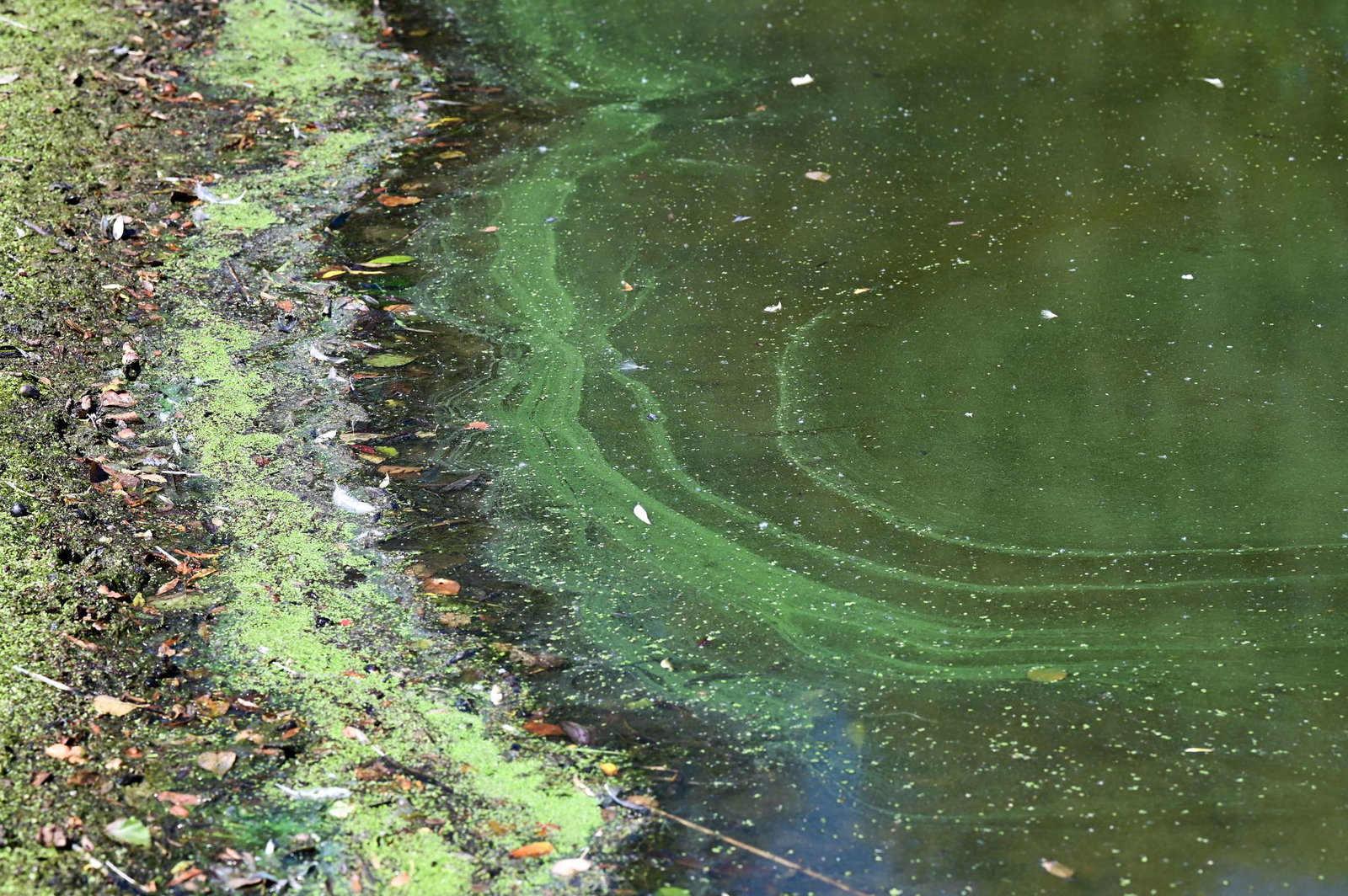 Grün-blaue Schlieren an der Wasseroberfläche sind ein Indiz für Blaualgen. (Symbolbild)