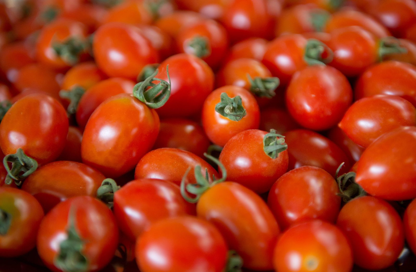 Tomaten werden tonnenweise angebaut. (Archivbild)