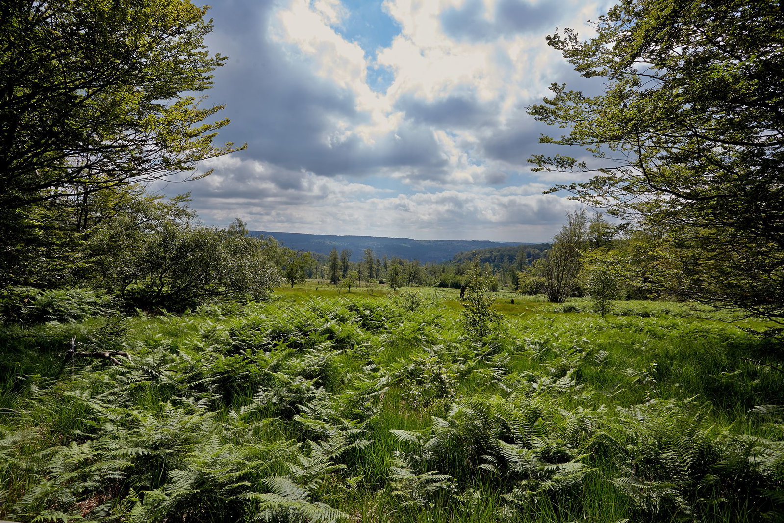Der Nationalpark wurde vor elf Jahre eröffnet (Archivbild)