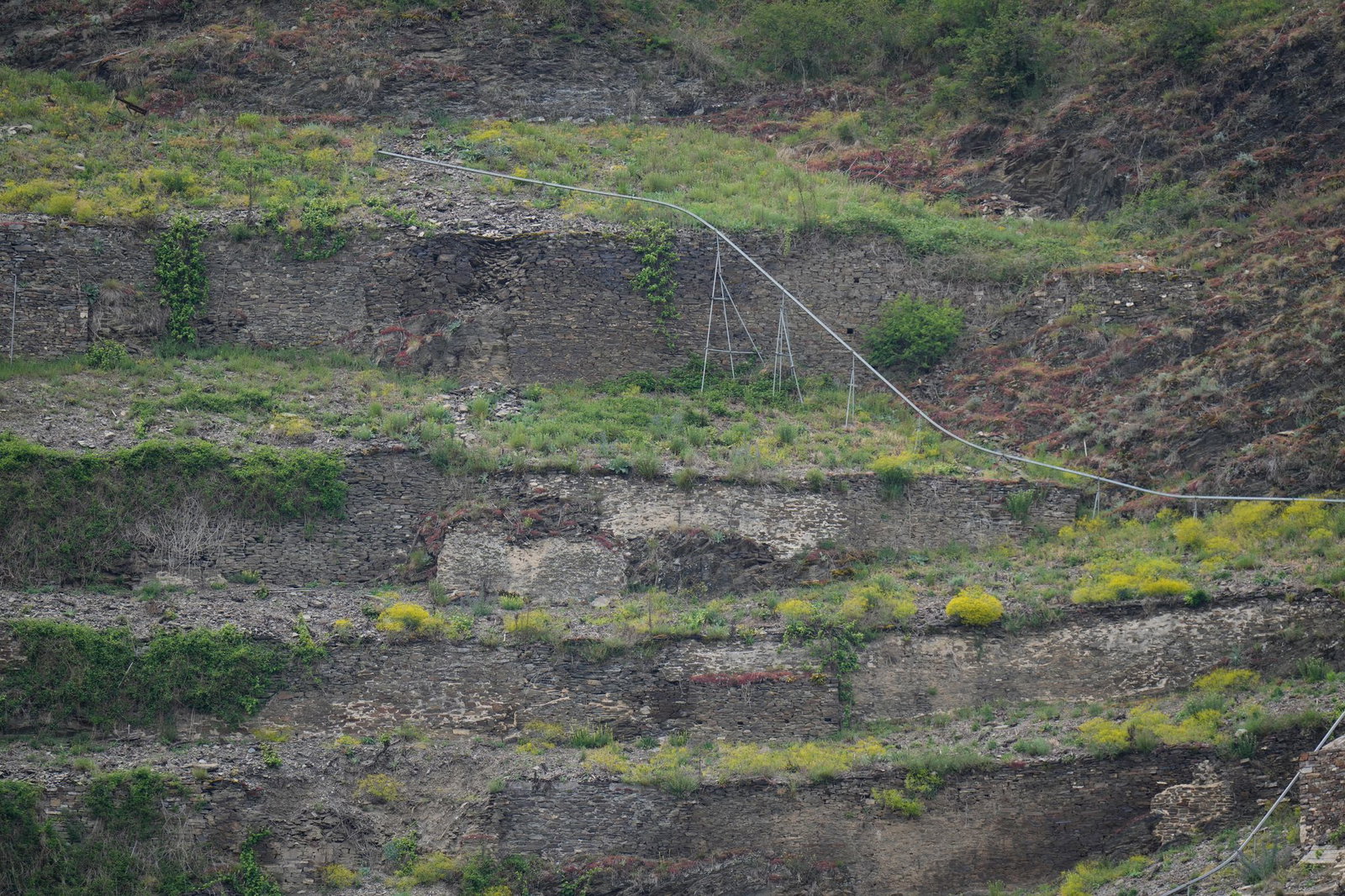 Steillagen-Weinbau wie hier an der Mosel ist besonders arbeitsaufwendig. Manche Parzellen werden daher von ihren Winzern aufgegeben.