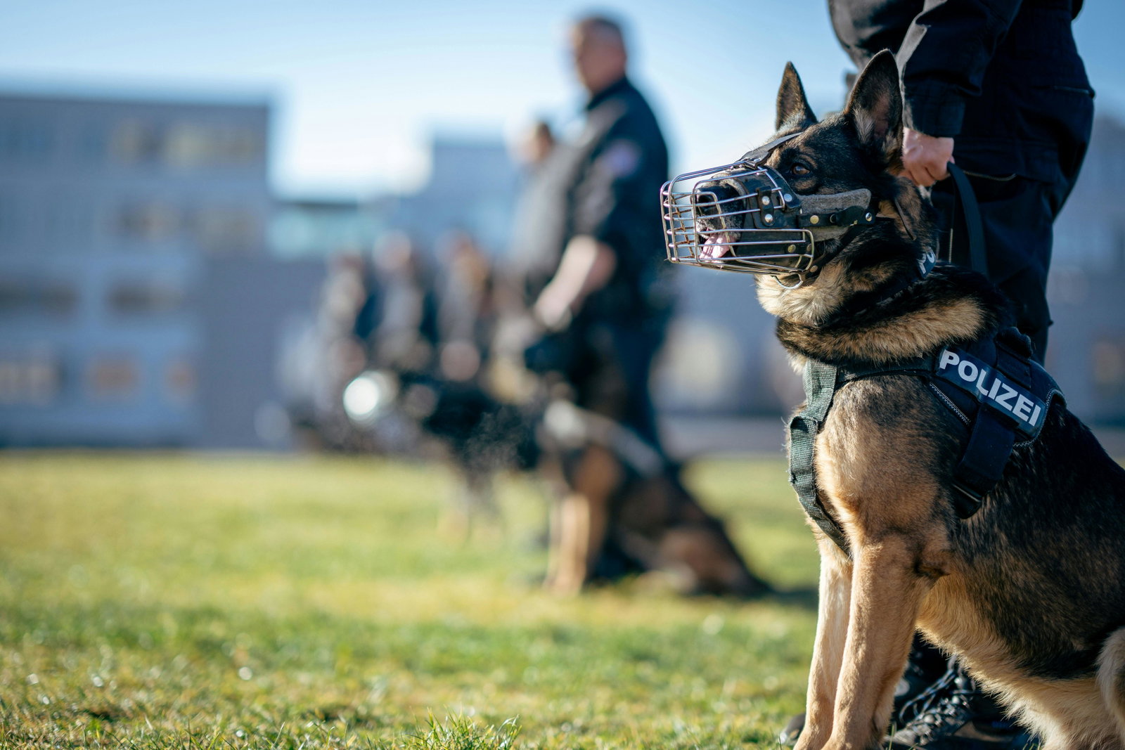 Polizeihund mit Maulkorb und Geschirr wird von polizeilichem Hundeführer gehalten