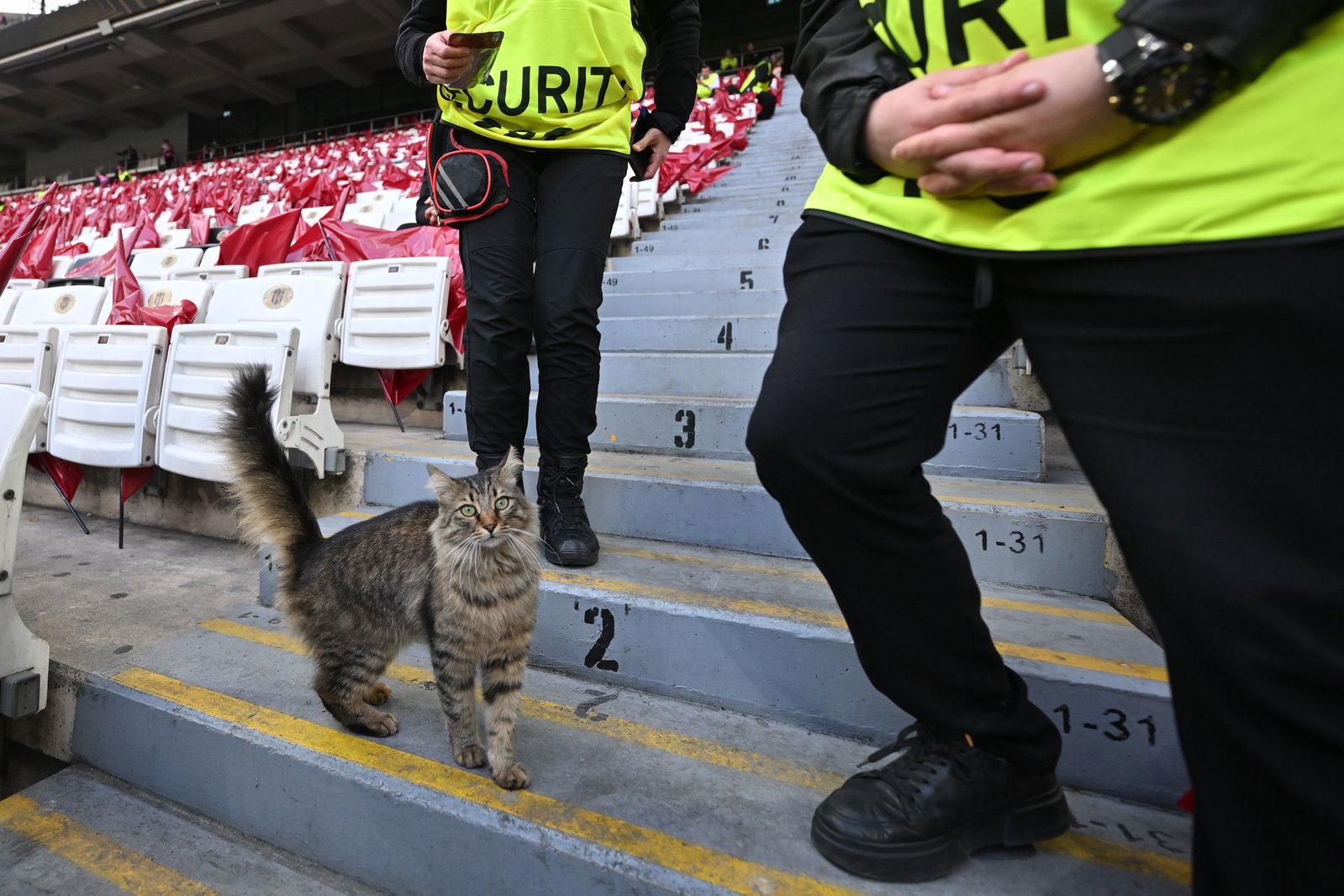 Eine Katze läuft vor dem Europa-League-Finale im Stadion herum. 