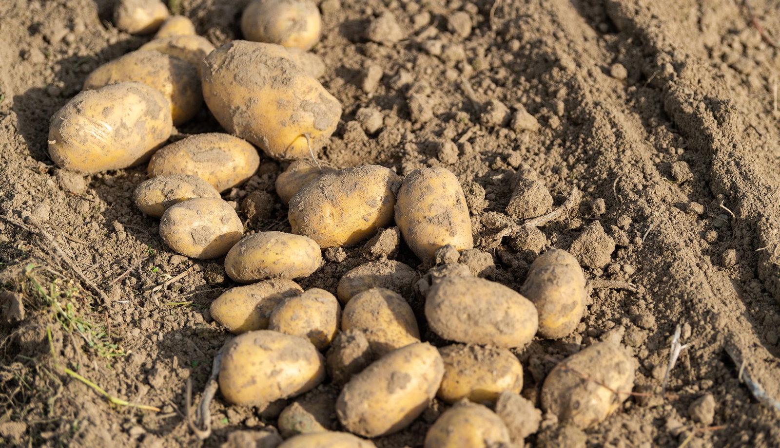 Im Südwesten wird auf weniger Fläche Kartoffelanbau betrieben. (Foto-Archiv)