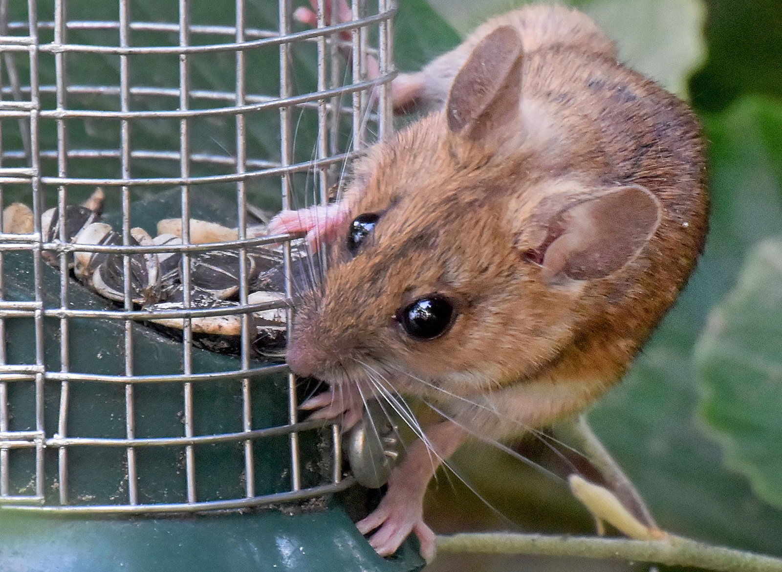 In Baden-Württemberg gibt es eine Unterart des Hantavirus. (Symbolbild)