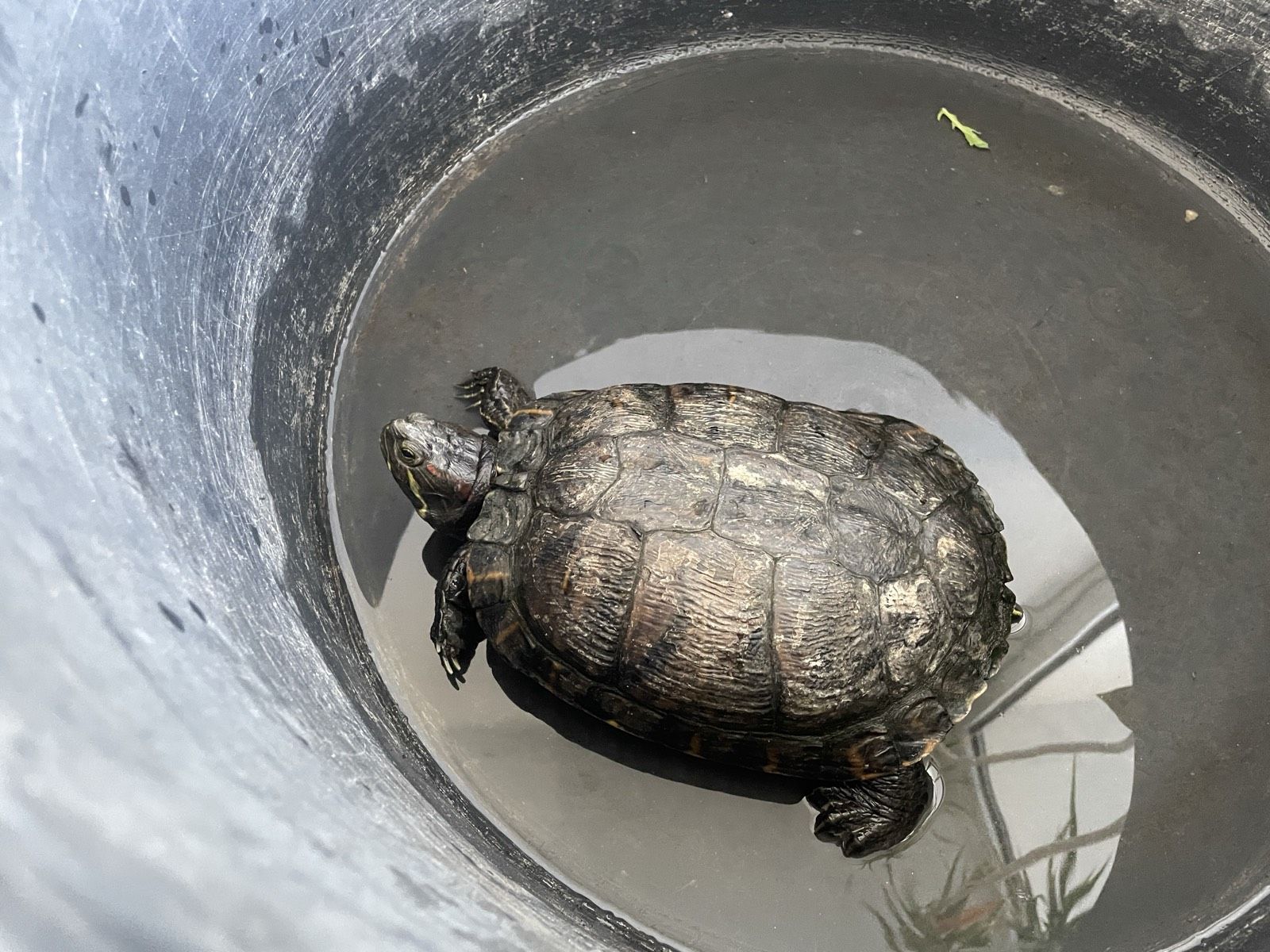 Schildkröte auf Straße gefunden