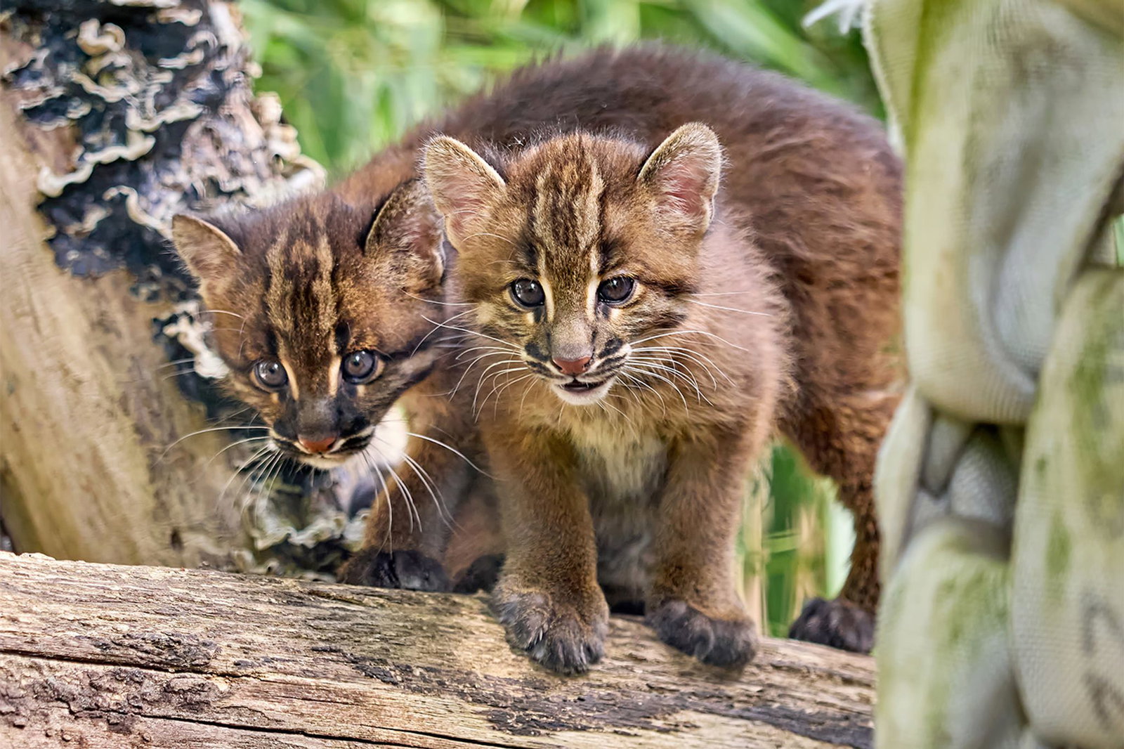 Die Asiatischen Goldkatzenjungen im Heidelberger Zoo entwickeln sich optimal, sagt der Zoo nach rund neun Wochen. (Handout)