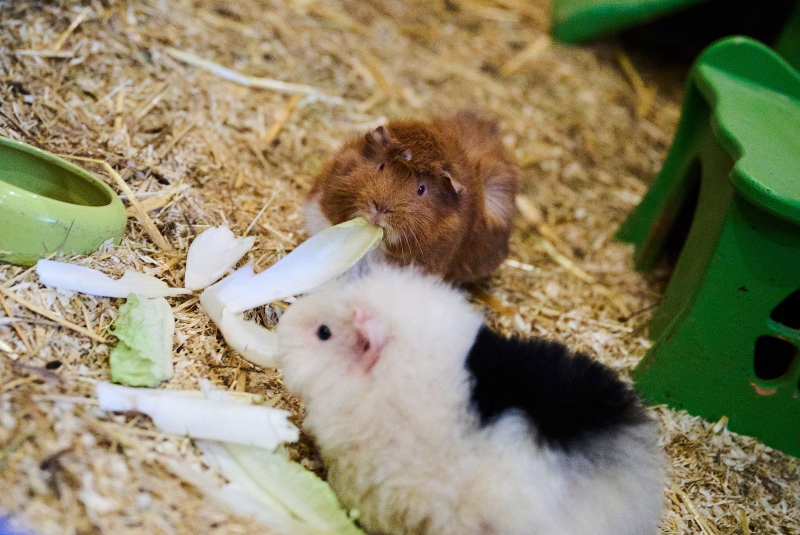 Statt putzmunter in ihrem Gehege fand eine Meerschweinchenbesitzerin in Renchen ihre Schützlinge tot auf. (Symbolbild)